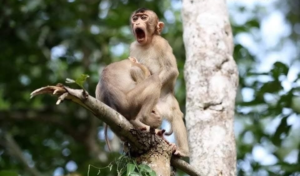 Opica sediaca na vetve stromu so široko otvorenými ústami, uprostred zelenej prírody.