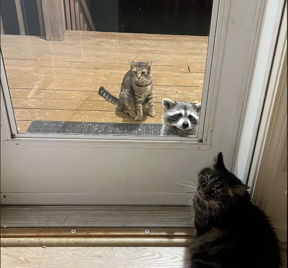 Mačka a mýval za sklenenými dverami, ďalšia mačka vo vnútri pozoruje situáciu.