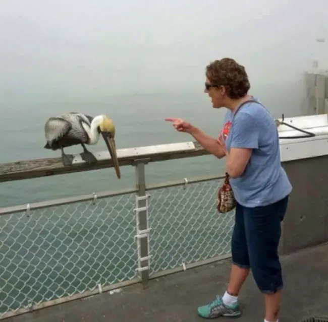 Žena na móle komunikuje s pelikánom sediacim na zábradlí pri mori v hmlistý deň.