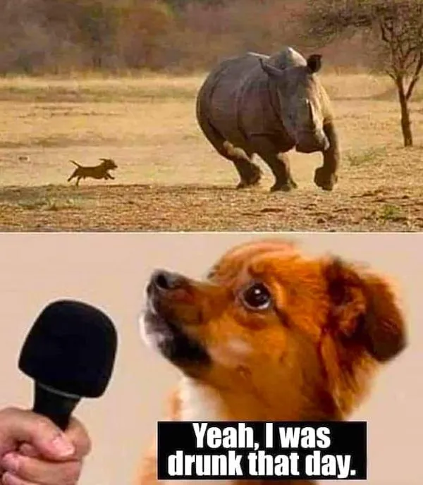Pes utečie pred nosorožcom, s úsmevným vyjadrením na mikrofón: Áno, v ten deň som bol opitý.