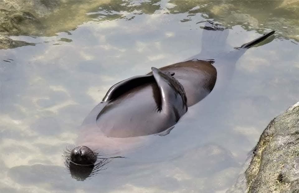 Tuleň odpočíva na hladine vody pri skalách, s fúzmi viditeľnými nad povrchom.