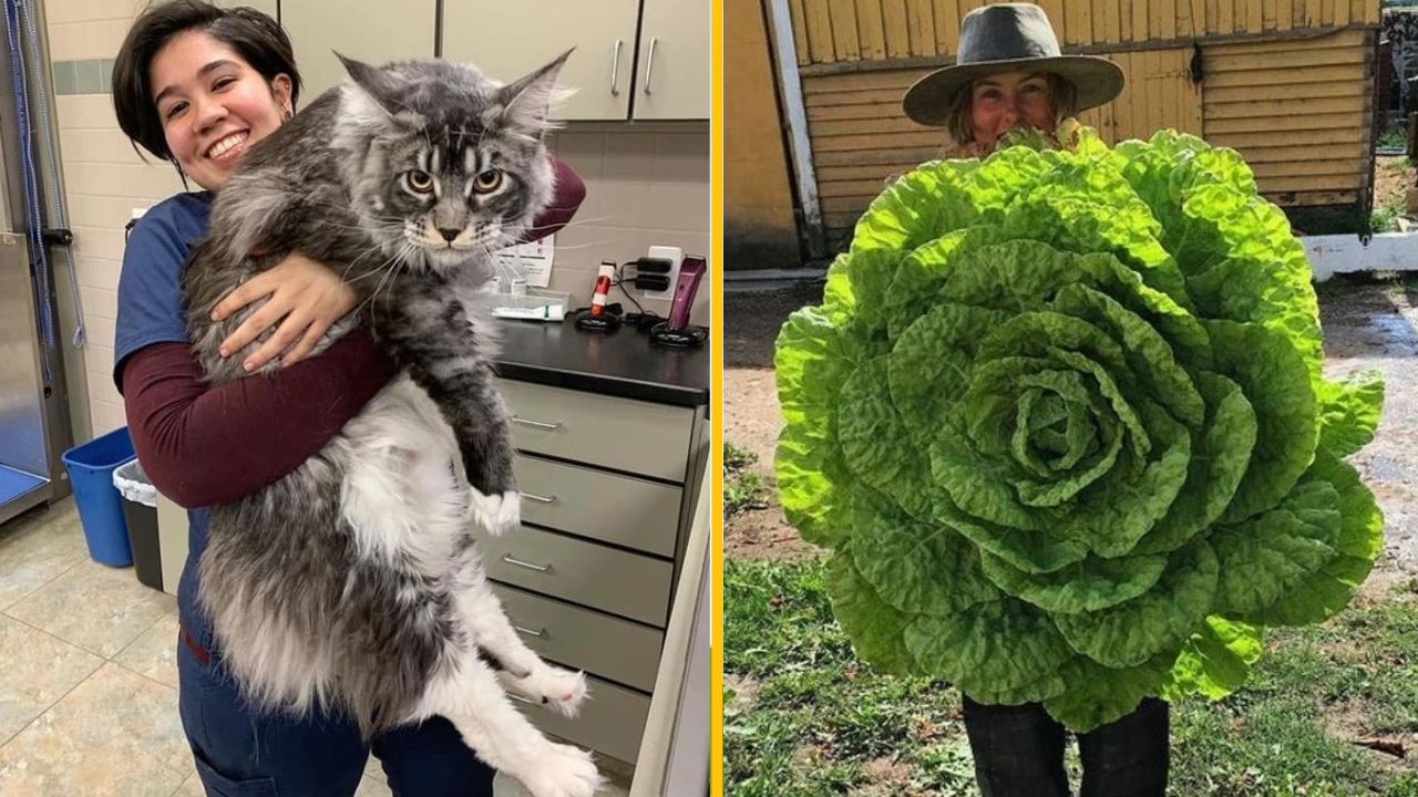 Žena drží obrovského kocúra, vedľa iná osoba drží veľkú hlavu zeleného šalátu.