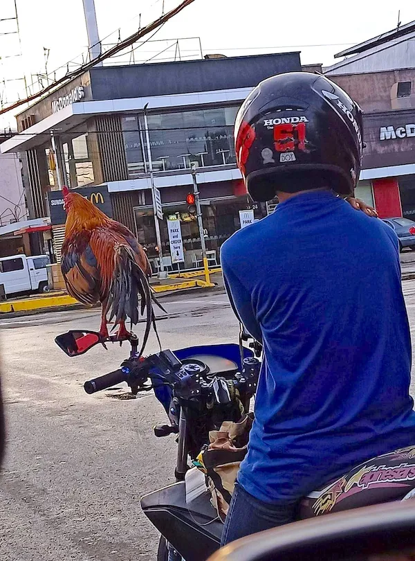 Motorkár s kohútom na riadidlách zastavil pred McDonald's.