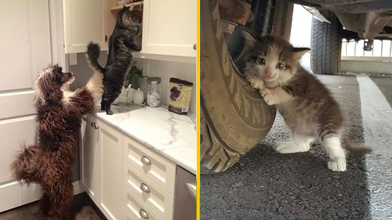 Pes a mačka v kuchyni niečo hľadajú, vedľa toho mačiatko schované pri kolese auta.