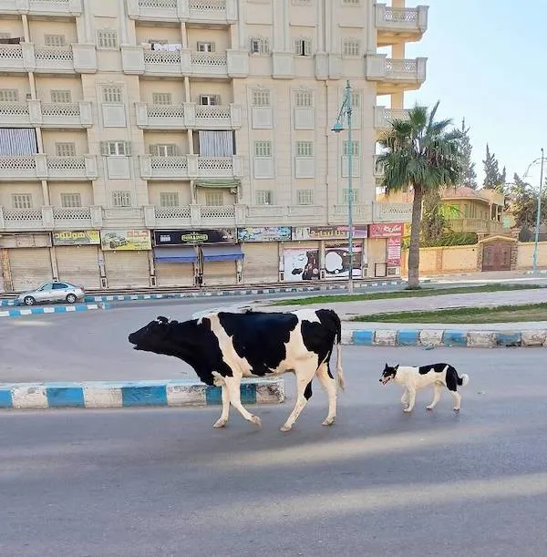 Kráva a mačka kráčajú po ceste pred veľkou budovou s balkónmi.