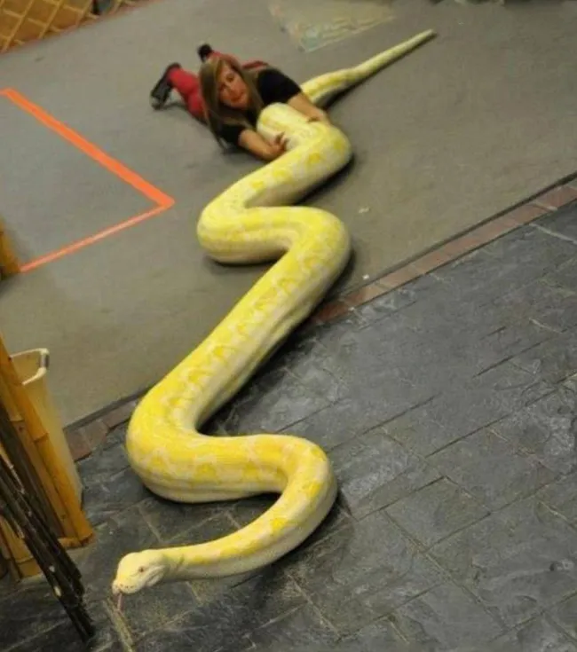 Žena s veľkým žltým pytónom na zemi, zachytená v interiéri s farebnými zónami.