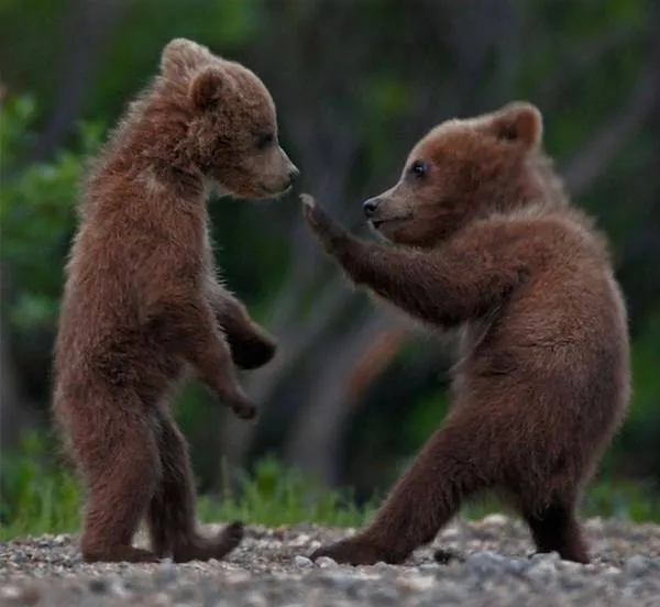Dve hrajúce sa medvieďatá na lesnej čistine, stoja na zadných labkách, obklopené zeleňou.