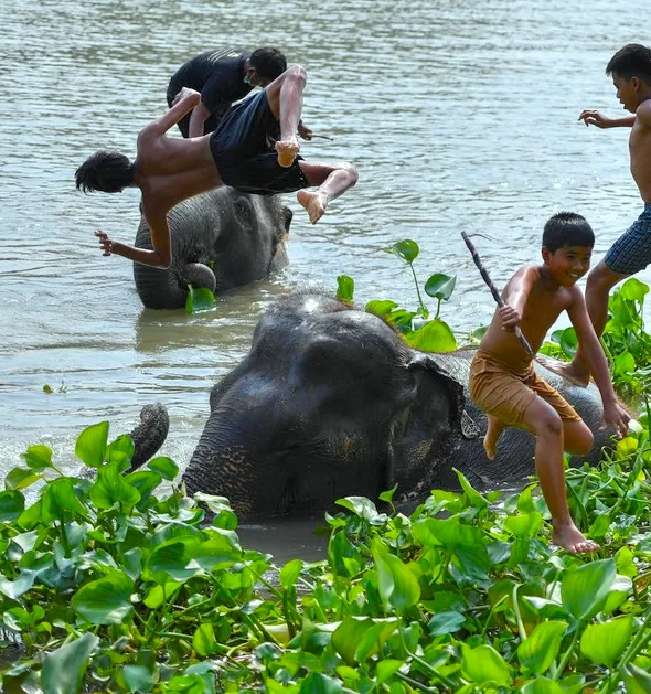 Deti sa radostne hrajú so slonmi v rieke plnej zelených rastlín, zábavná chvíľa v prírode.