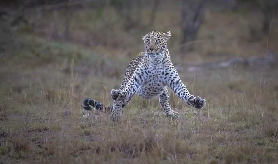 Leopard v skoku na savane, rozšírené laby, sústredený pohľad, prírodné prostredie plné trávy a drevín.