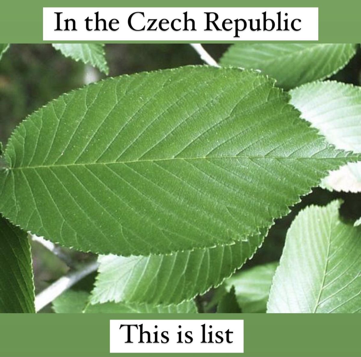 Veľký zelený list rastliny zblízka s jemnými žilkami na povrchu.