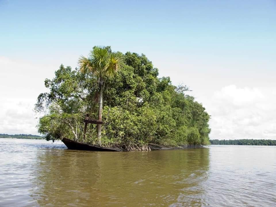 Loď zarastená vegetáciou na rieke. Zelené stromy pokrývajú povrch plavidla, ktoré sa plaví po pokojnej vode.