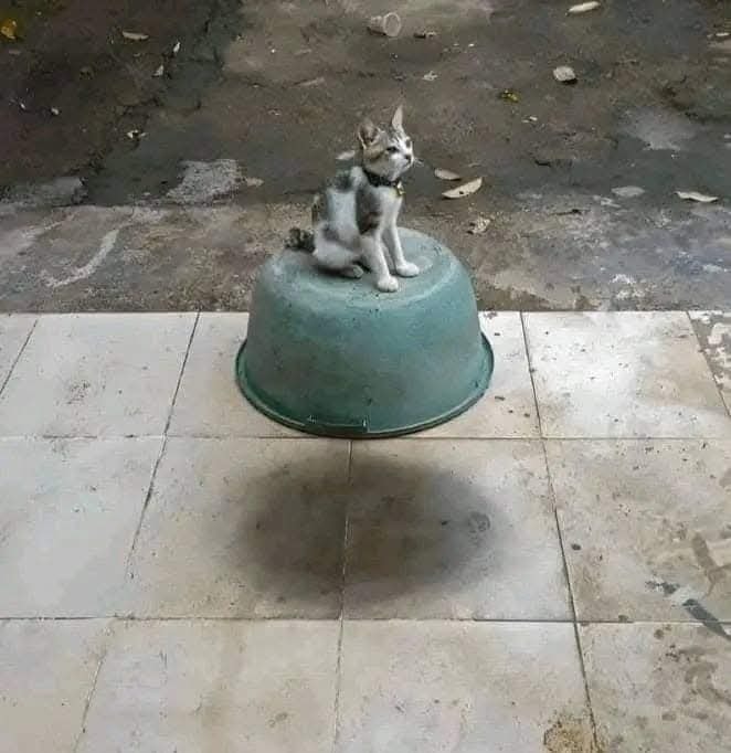 Mačiatko sedí na obrátenom vedre na dlaždiciach, jeho tieň vytvára ilúziu levitácie.