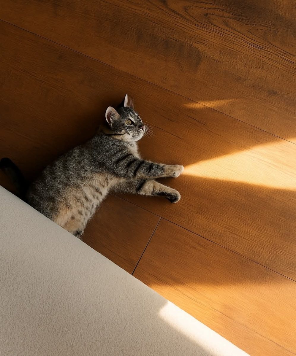 Mačka ležiaca na drevenej podlahe, hra so slnečnými lúčmi dopadajúca cez okno.