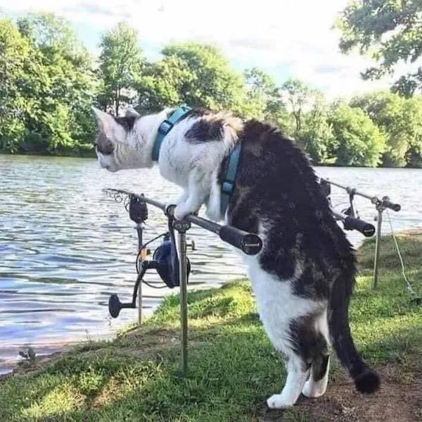 Mačka kontroluje rybársky prút pri jazere za slnečného dňa, obklopená zeleňou.