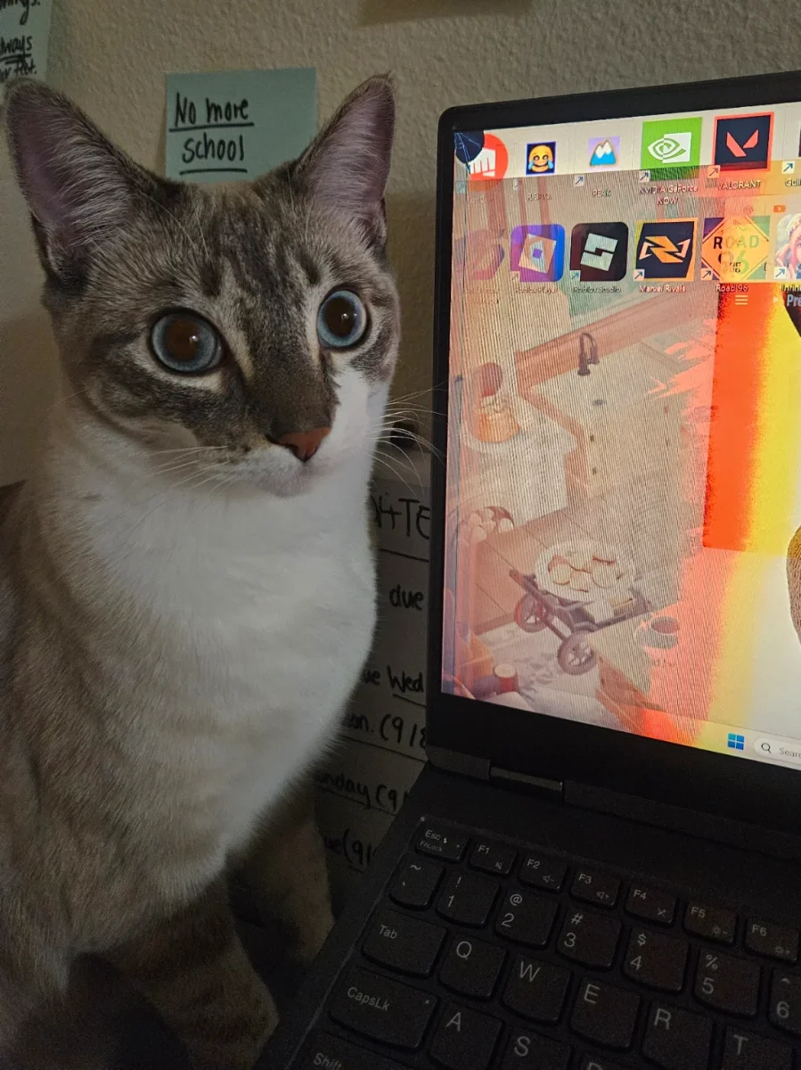 Mačka sedí vedľa laptopu so zaujímavou obrazovkou. Môže symbolizovať zvedavosť a priateľstvo pri práci doma.