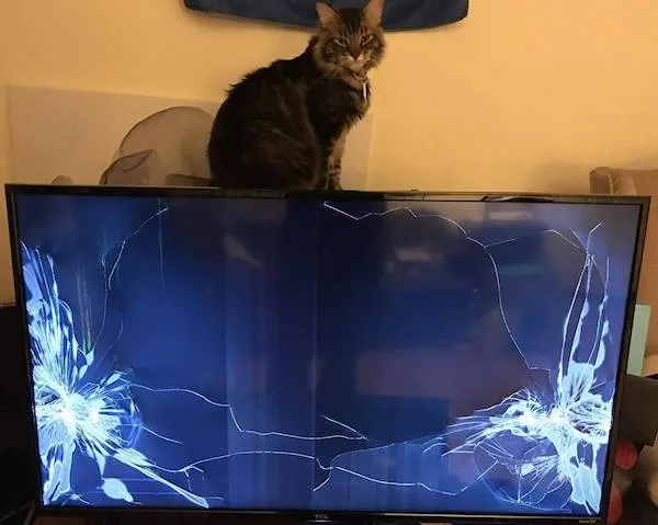 Mačka sedí na rozbitom televízore s prasknutou obrazovkou.
