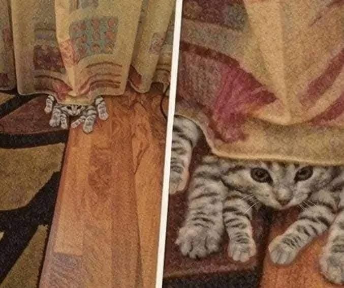 Mačiatko schované pod dekou, vykukujúc na drevenú podlahu.