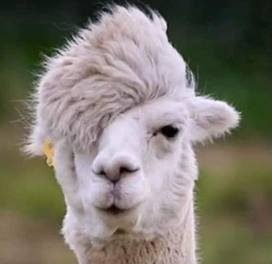 Alpaka s vtipným účesom stojí na tráve a pozerá do fotoaparátu.