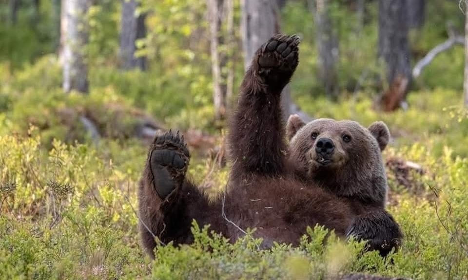 Medveď sediaci v lese zdvihol labu, obklopený zeleňou a stromami.