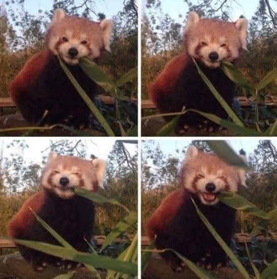 Červená panda si vychutnáva bambus, usmieva sa a prejavuje radosť. Scéna z prírody s usmievavou červenou pandou.