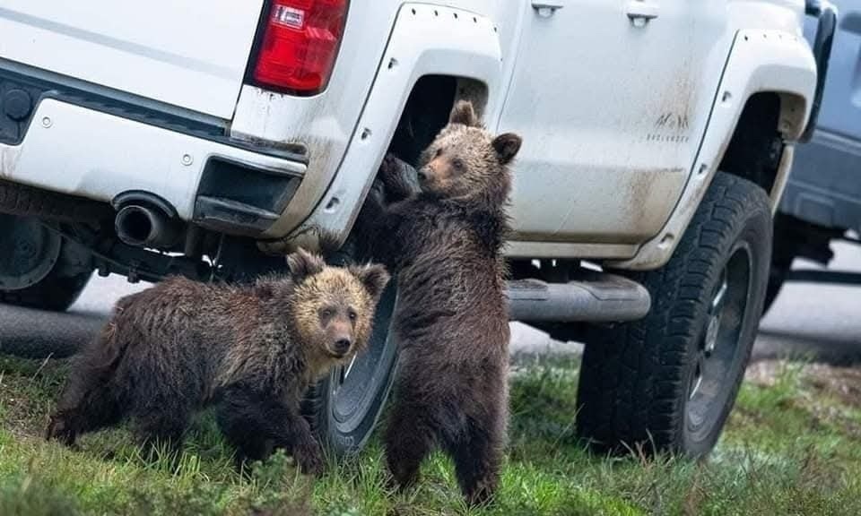 Medvieďatá skúmajú biele auto na ceste, jedno stojí a druhé čuchá k pneumatike.