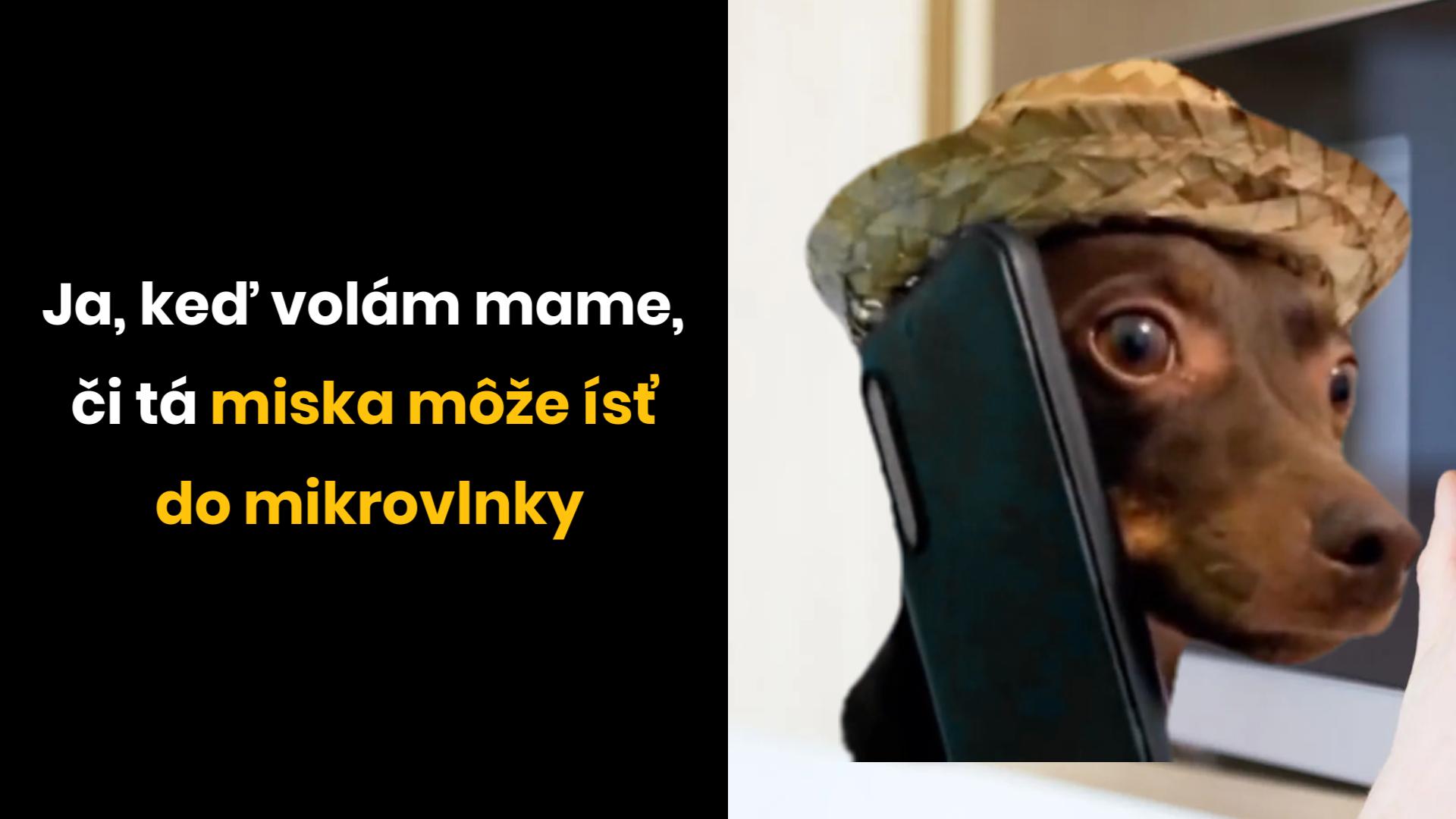 Pes s telefónom pri uchu nosí klobúk, titulok o volaní mame ohľadom vhodnosti misky do mikrovlnky.