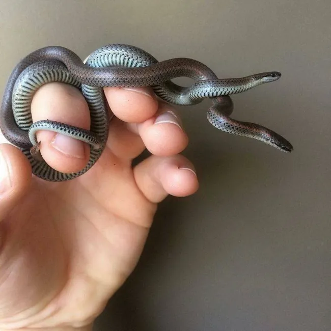 Muž drží malého tmavého hada spletetého okolo prstov, detail pohľadu na jemné šupiny na tele hada.