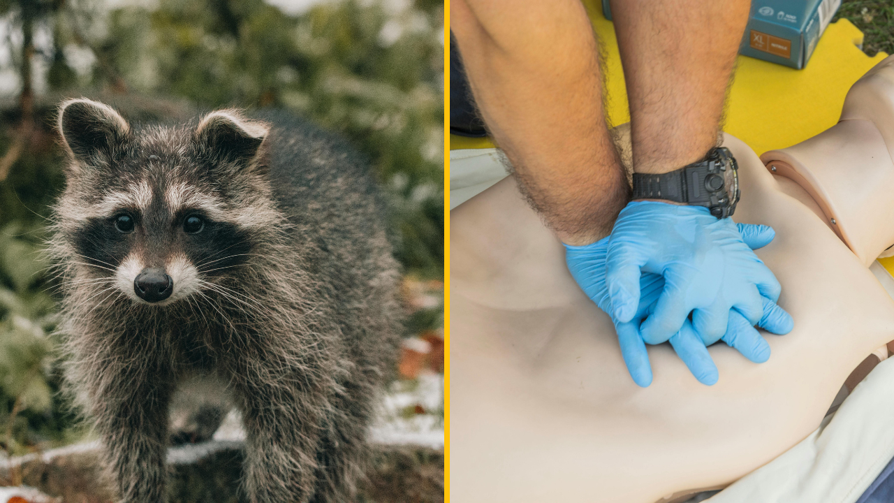 Mýval v lese; ruky na figuríne počas výučby prvej pomoci. Kombinácia prírody a zdravotníctva.