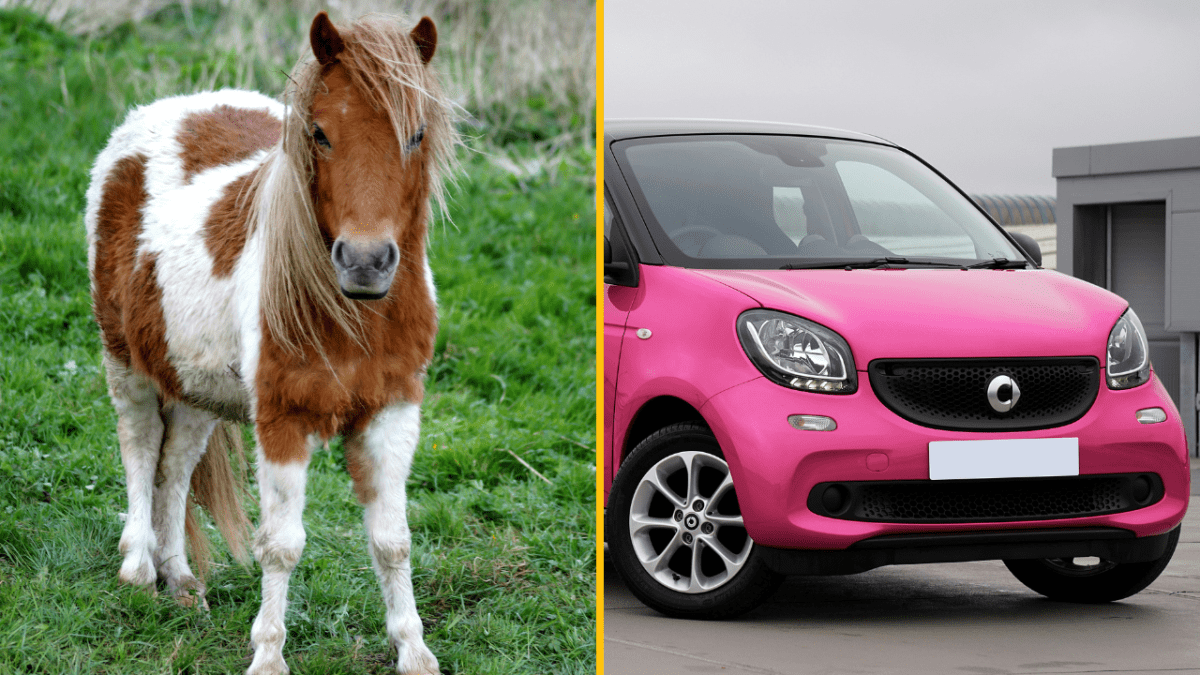 Pony na zelenej lúke vedľa ružového auta na parkovisku.