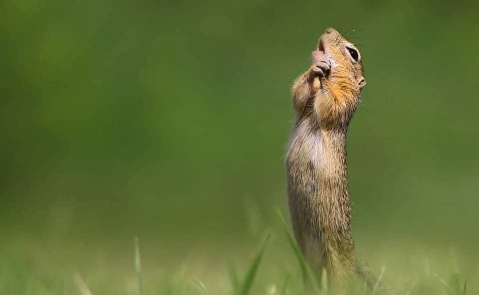 Sysel stojí vzpriamene v tráve, pozerá nahor na zelenom pozadí.