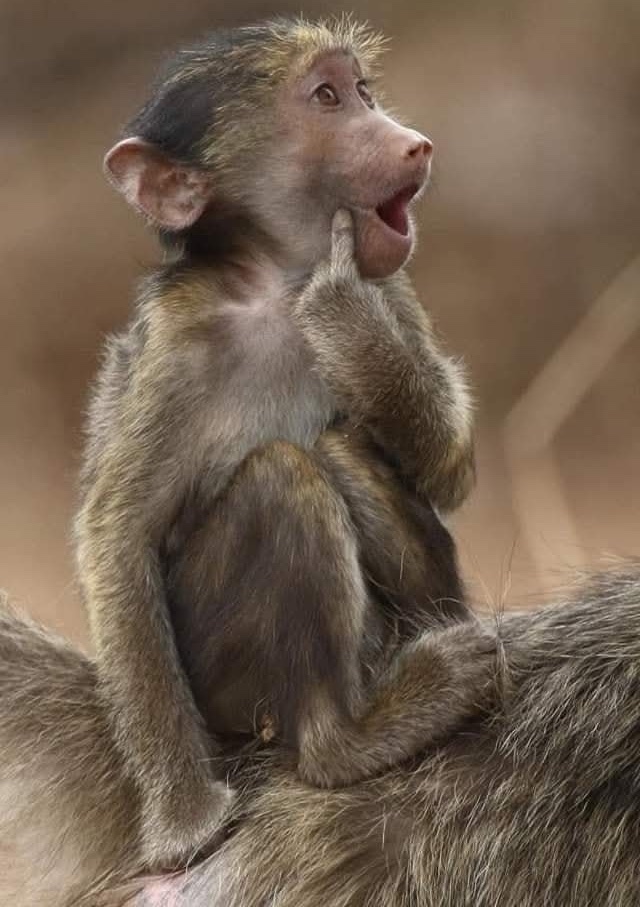 Mláďa paviána s otvorenou papuľkou, sediace na chrbte iného paviána, vyjadruje zvedavosť a prekvapenie v divočine.