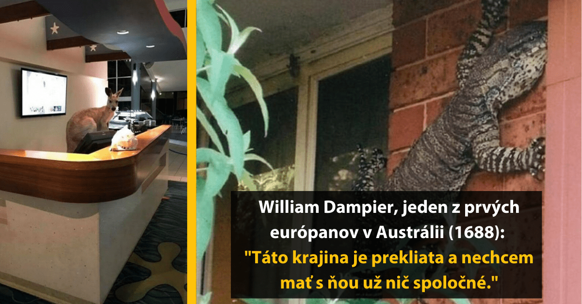 Kengura za recepciou hotela a jašterica na stene s citátom o Austrálii od Williama Dampiera.