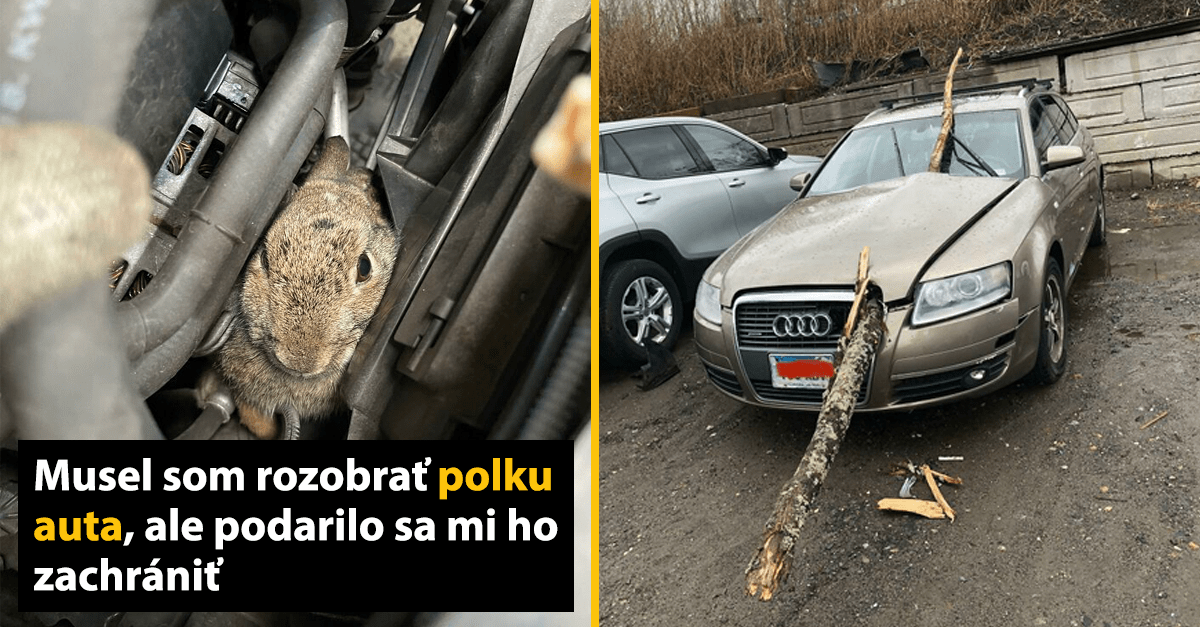 Myš v motorovom priestore auta naľavo, napravo poškodené auto s konárom cez kapotu.