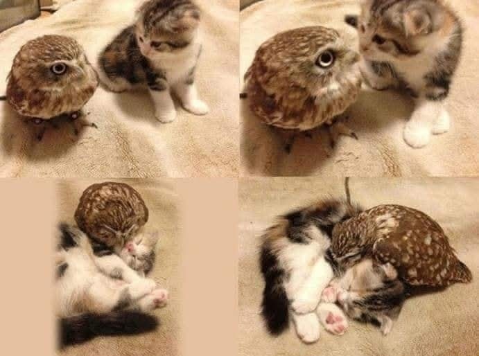 Sovička a mačiatko si navzájom prejavujú náklonnosť na mäkkom béžovom pozadí.