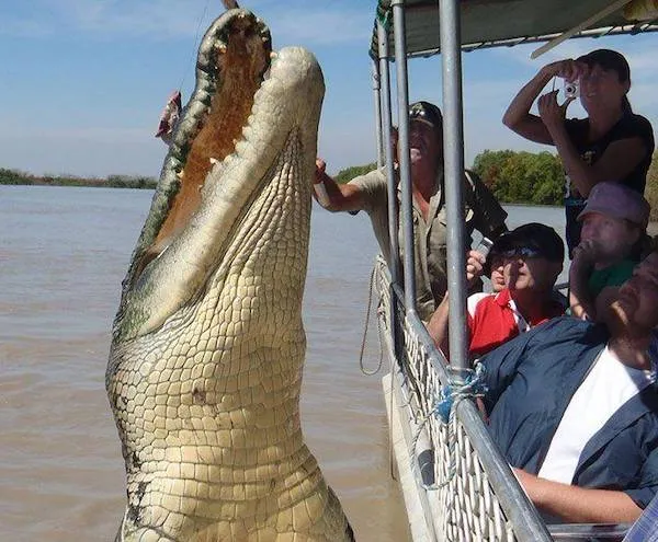Loď plná turistov sa blíži blízko k mohutnému krokodílovi, ktorý sa dvíha z vody.