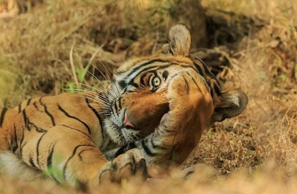 Tigre ležiace v tráve s labou na tvári, relaxuje v prírodnom prostredí.