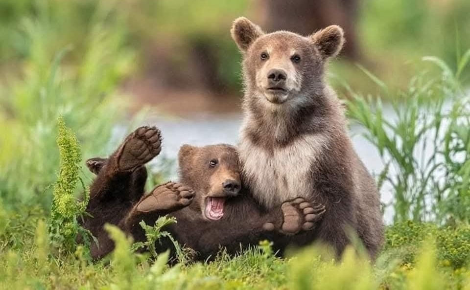 Medvieďatá hrajúce sa na lúke pri jazere, v prírode plnej zelene.