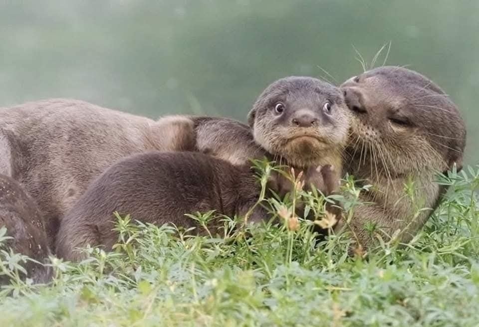 Vidíme rodinu vydier odpočívajúcu v tráve, mladé so zvedavým pohľadom a dospelé s láskyplnou blízkosťou.