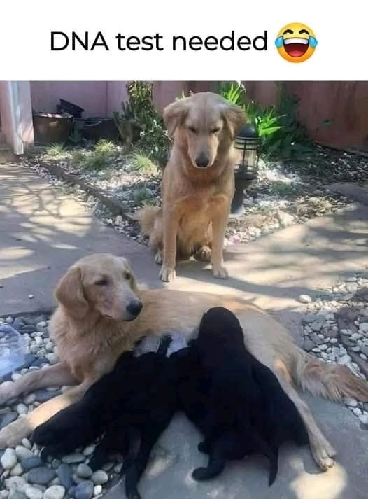 Zlaté retrívery s čiernymi šteniatkami, veselé porovnanie s textom „DNA test needed“.