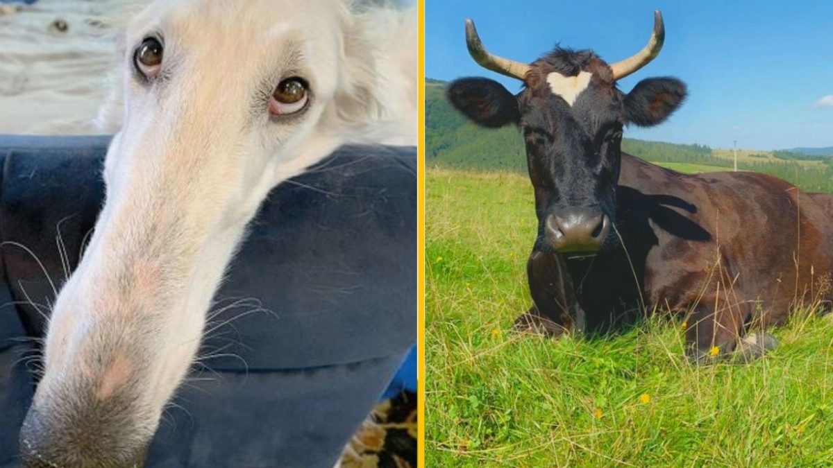 Pes s dlhou hlavou na pohovke vedľa ležiacej čiernej kravy na zelenom poli.