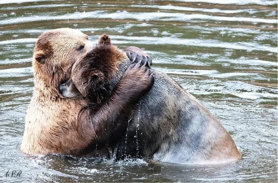 Dva medvede si dávajú objatie v jazere, ukazujúce nežnosť a priateľstvo vo voľnej prírode.