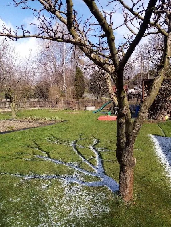 Strom v záhrade na jar so stopami snehu, ktoré vrhajú tieň na trávnik, jasná obloha v pozadí.