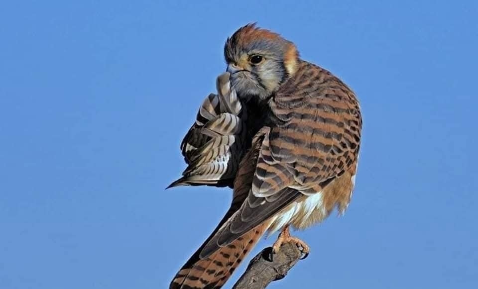 Sokol sediaci na vetve s modrou oblohou v pozadí.