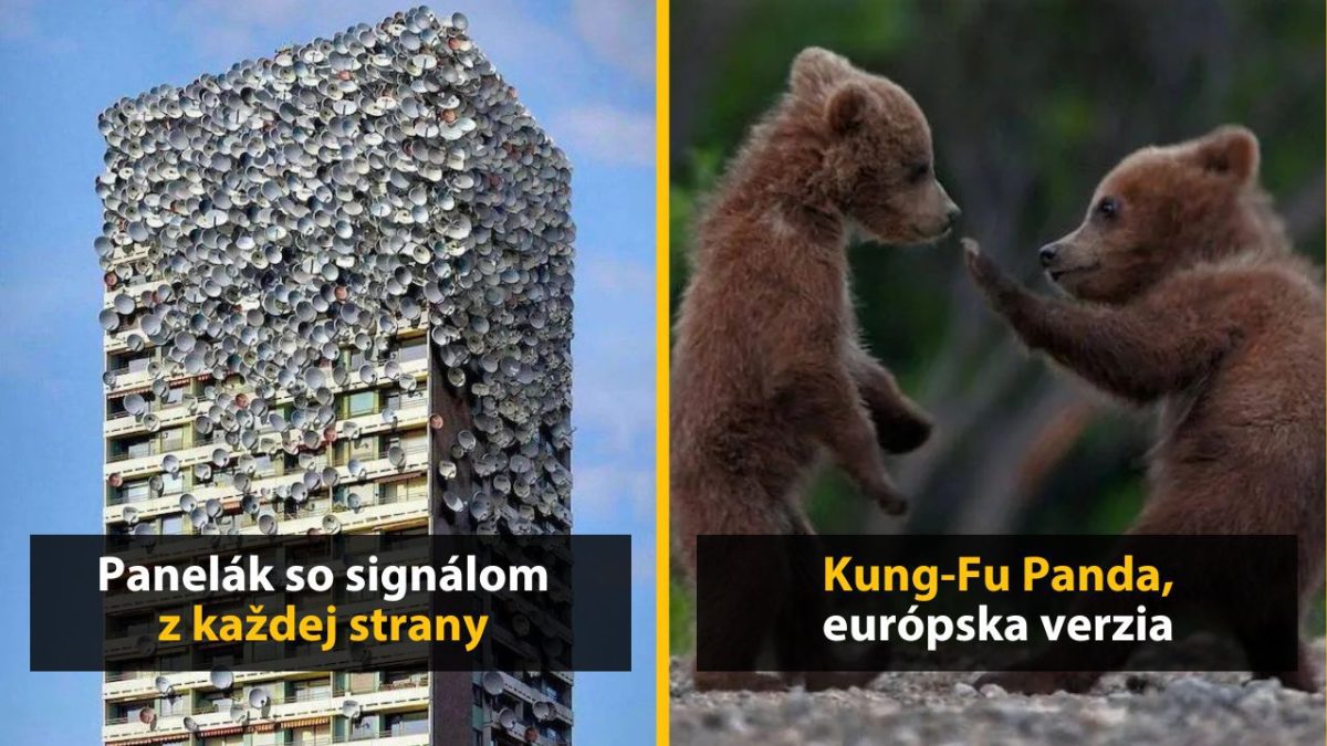 Panelák pokrytý satelitmi a dve hrajúce sa medvieďatá v prírode.