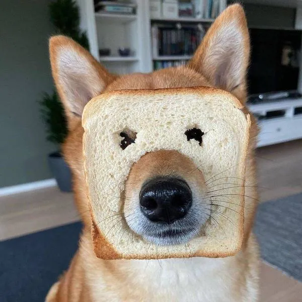 Pes s plátkom chleba na hlave ukazuje zábavný pohľad v obývačke.