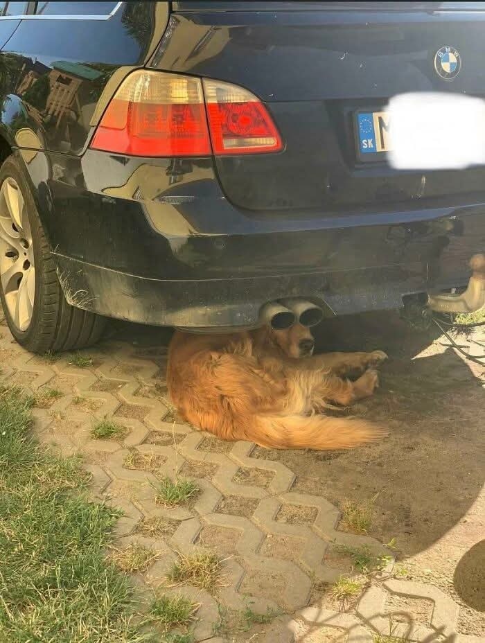 Zlatý retriever si leží pod autom BMW na dláždenej príjazdovej ceste počas slnečného dňa.
