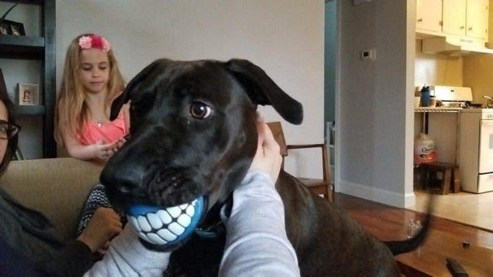 Pes drží v ústach hračku s úsmevom, zatiaľ čo sa dievčatko pozerá v pozadí.