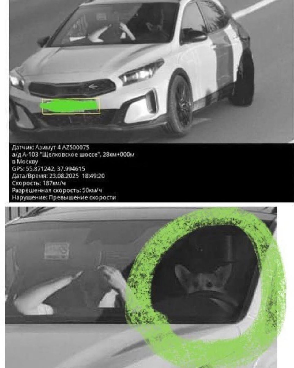 Auto prekračuje povolenú rýchlosť; vtipný detail: pes za volantom.