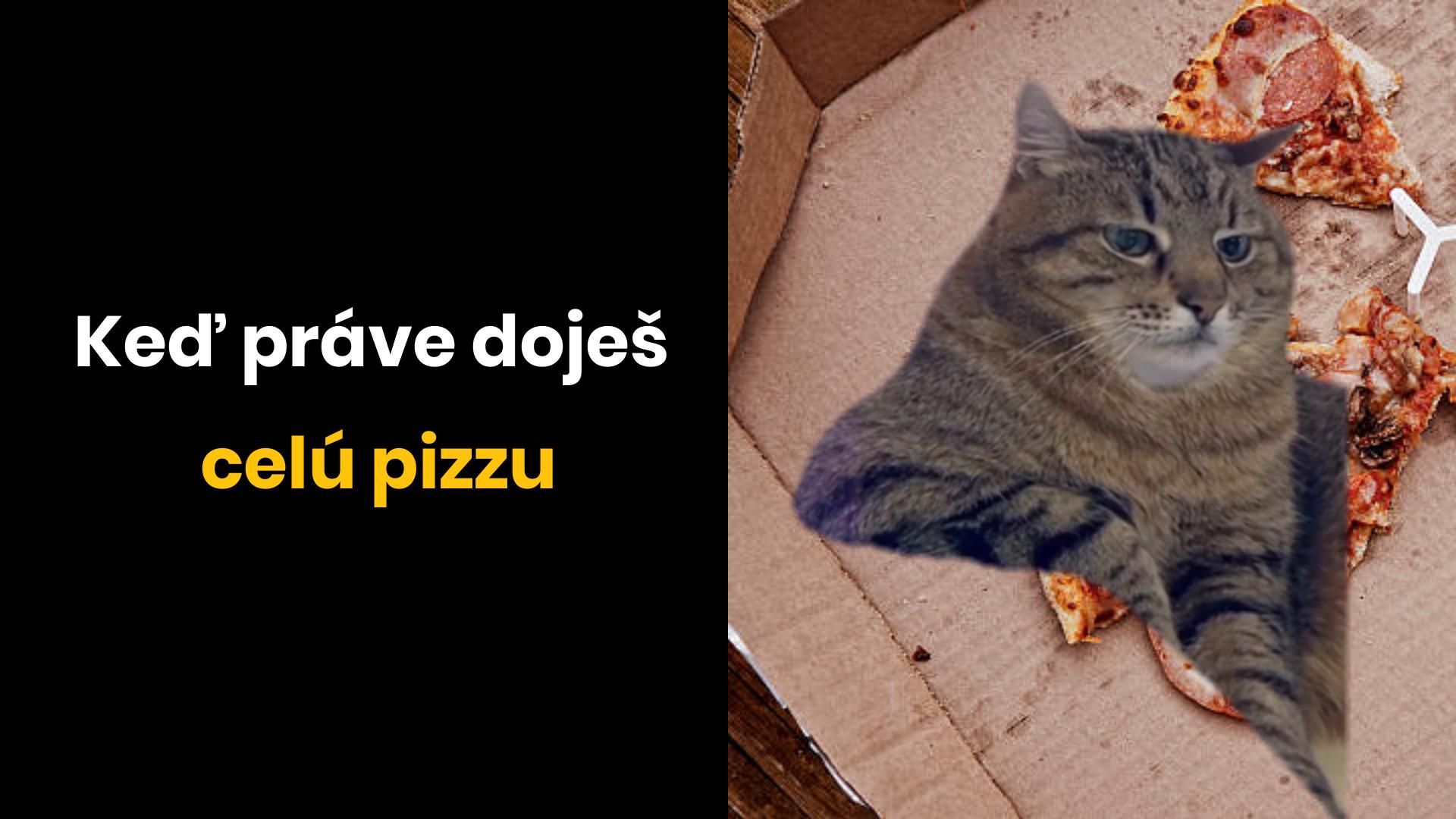 Kocúr na pizzovej krabici s textom: Keď práve doješ celú pizzu.