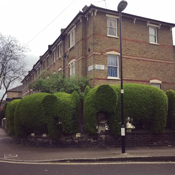 Dom s originálnym živým plotom v tvare slonov na rohu ulice.